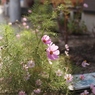秋桜