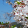 京都のインクラインの桜