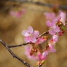 早咲きの桜