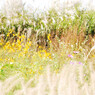 Autumn flowering plant