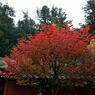 日光　二荒山神社の紅葉