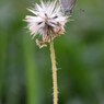 Butterflyawaits