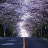 誰も見えぬ桜道