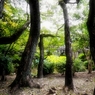 京都に行こう　大谷