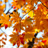 紅をさして