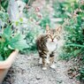お猛ぶお猫様。