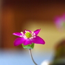 春めいて