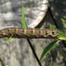 ベニスズメの幼虫