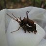 シャチホコガの幼虫