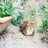 和むお猫様。