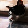眠るお猫様。