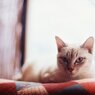 見つめるお猫様part4。