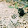 子猫。