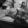 不機嫌なお猫様。