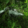 IMGP3418