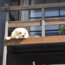 竹原