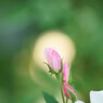 秋薔薇