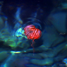 JELLY “HEART”FISH