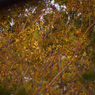 IMGP3851_1