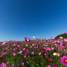 満開の秋桜