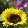 大輪の花