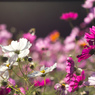 秋桜