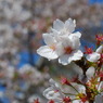 哲学の道の桜パート２