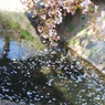 哲学の道の桜パート３