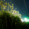 仙台、秋の夜09