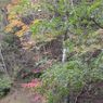 紅葉遠景２