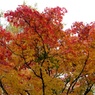 紅葉2011-5