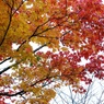 紅葉2011-6