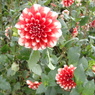 大好きな花