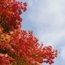 紅葉2011-8