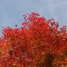 紅葉2011-10