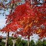 紅葉2011-11