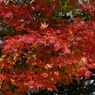 紅葉2011-12
