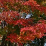 紅葉2011-13