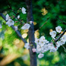 小桜