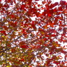 気がつけば紅葉