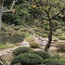木立の間から