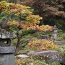秋色の紅葉