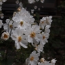 白花