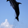 Fly!