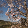 十月桜