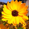 RIMG0089