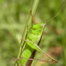 RIMG0110