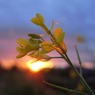 帰り道に見た夕日