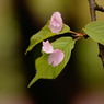 葉桜