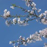 くじゅうの入り口、三愛レストハウスの桜・その壱